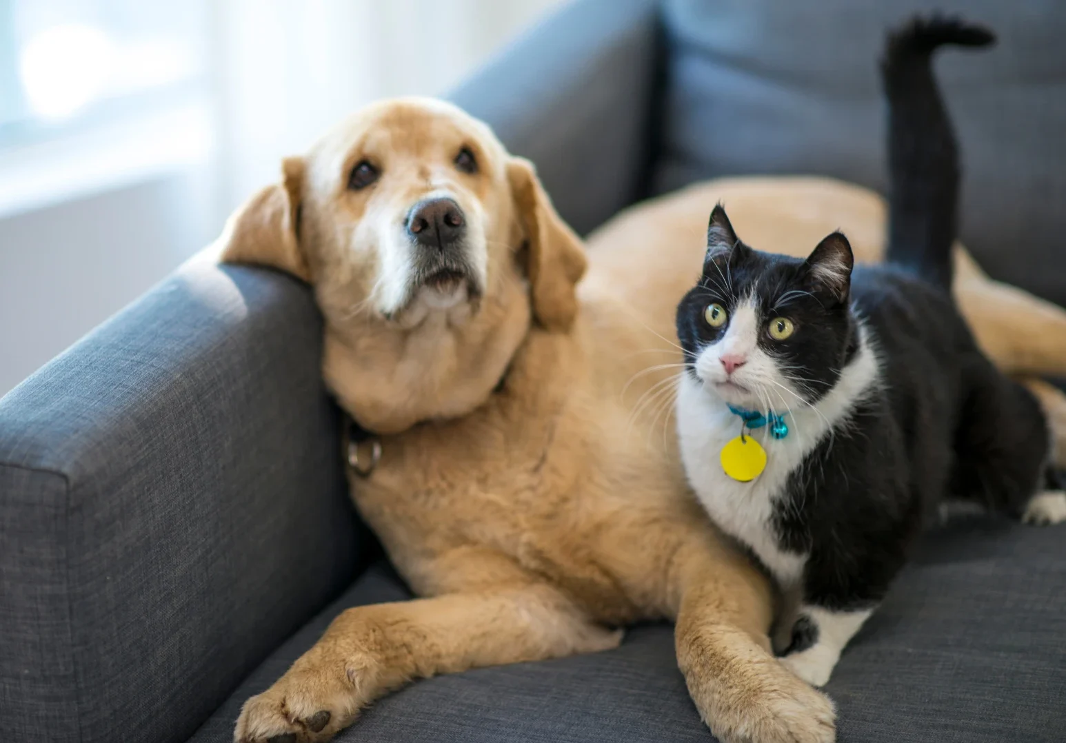 Farmácia Veterinária em Joinville - Vetfarma