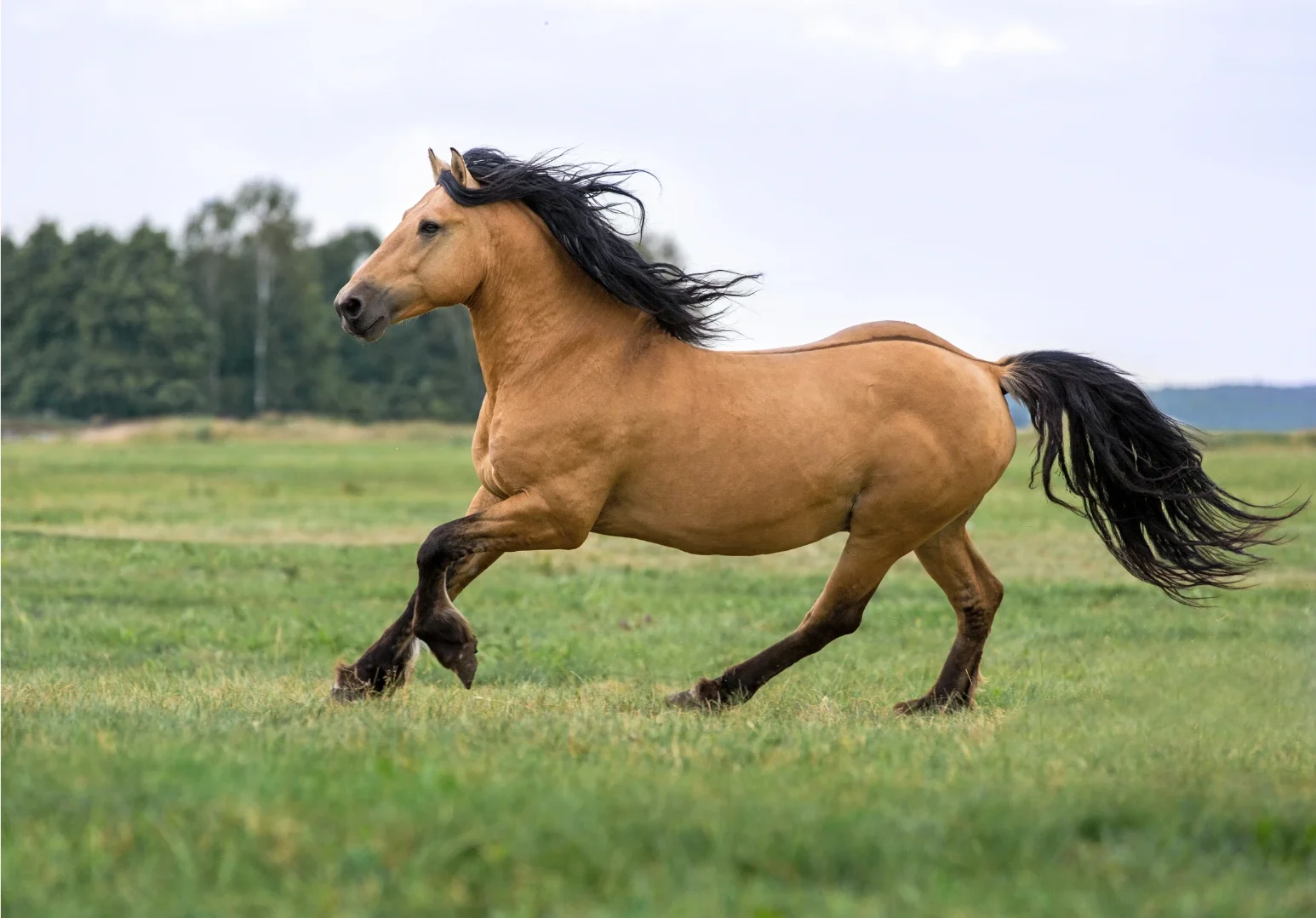Farmácia Veterinária em Joinville - Vetfarma